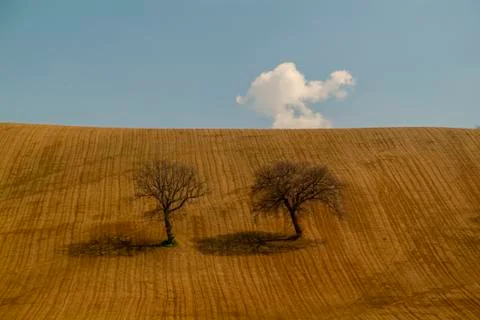 Two oaks in the middle of the plowed fields Foto stock