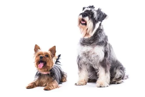Two obedient dogs sitting to command Stock Photos