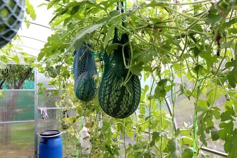 Two oblong watermelons in supporting nets ripen in a greenhouse on a vertic.. Stock Photos