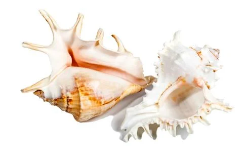 Two oceanic shell isolated on white Stock Photos