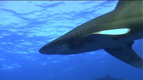 Two Oceanic White Tip Sharks Swims Stock Footage 292860375