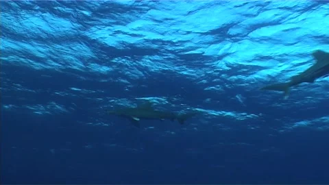 Two Oceanic White Tip Sharks Swims, Red Sea Stock Footage 292860611