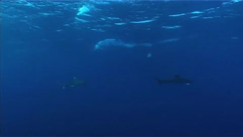 Two Oceanic White Tip Sharks Swimming In Blue Water Stock Footage 292861448