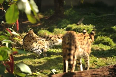 Two ocelots share a jungle space Stock Photos