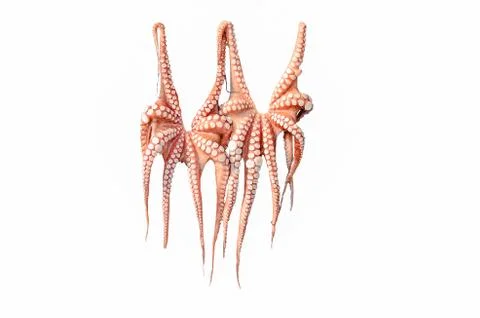 TWO Octopus Isolated On White Stock Photos