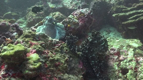 Two octopus on a reef Stock Footage 84708282