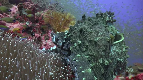 Two octopuses Stock Footage 84725853