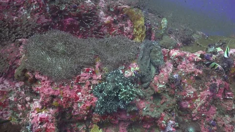 Two octopuses Stock Footage 84726165