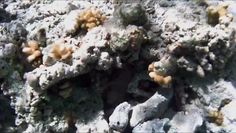 Two Octopuses Hiding Deep in Separate Coral Holes 库存影片 344050945