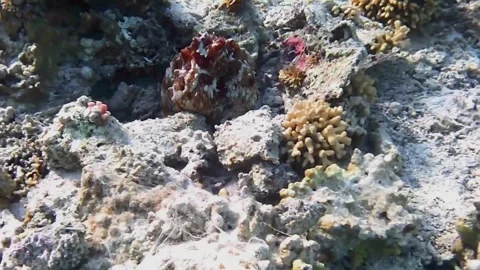 Two Octopuses Partially Emerging from Coral Shelters in Las Cabanas, Red Sea, Eg 스톡 동영상 341290459