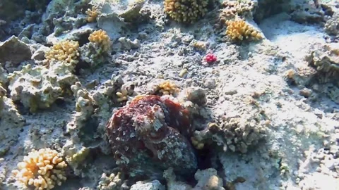 Two Octopuses Partially Emerging from Coral Shelters in Las Cabanas, Red Sea, Eg Stock Footage 341290461
