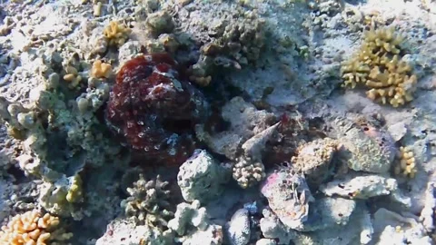 Two Octopuses Partially Emerging from Coral Shelters in Las Cabanas, Red Sea, Eg Stock Footage 341290537