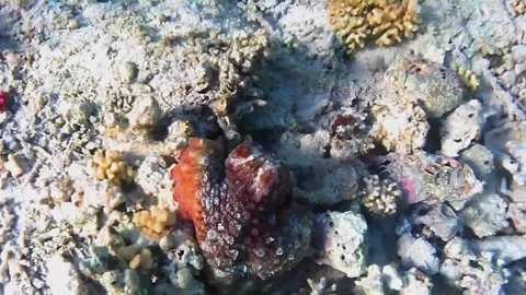 Two Octopuses Partially Emerging from Coral Shelters in Las Cabanas, Red Sea, Eg 스톡 동영상 341290560