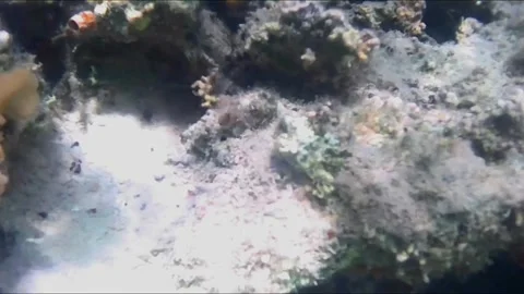 Two Octopuses Resting Close Together on a Small Coral Reef 库存影片 343728287