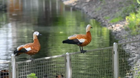 Two ogar ducks sitting on a fence with the lake behind them Stock Footage 64934365