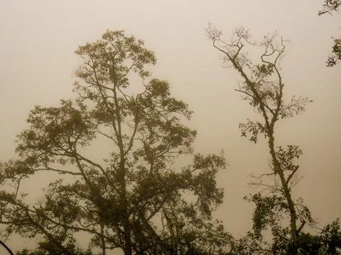 Two old alder trees in a heavy misty morning, in the eastern Andean mountains Stock Photos