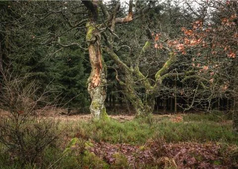 Two old and tortuous trees in the forest Foto stock