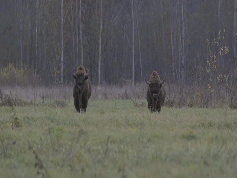 TWO OLD AUROCHS STANDING IN FRONT OF THE FOREST, SLOW MOTION Stock Footage 69638198