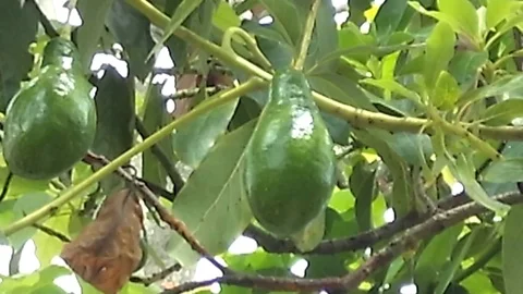 Two old avocado fruits on the plant on the mountain Stock Footage 122491953