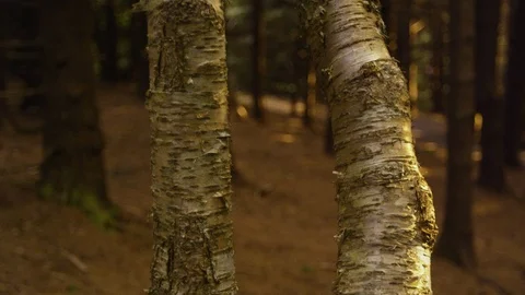 Two old Birch tree trunks with rough bark in the forest Stock Footage 103394091