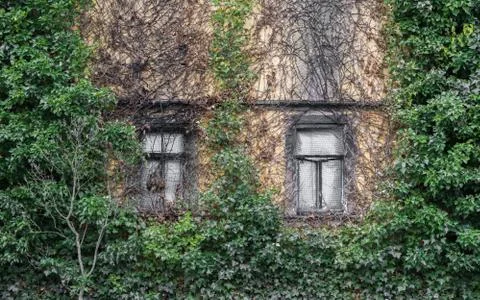 Two old box windows and a overgrown facade Stock Photos