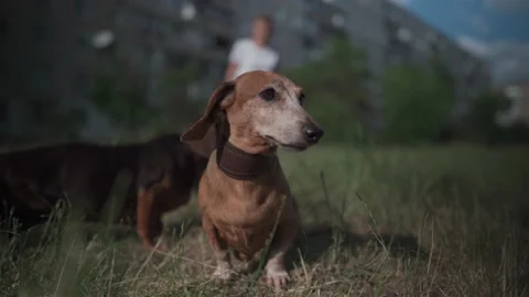Two old brown-colored dogs of the Dachshund breed on a walk with a senior woman Stock Footage 166960111