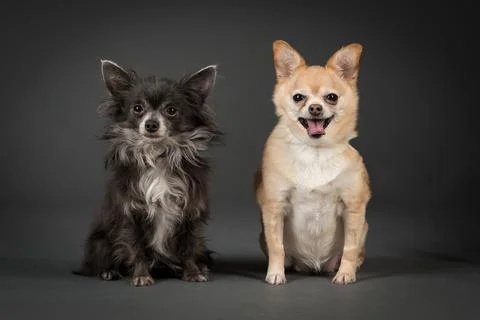 Two Old Chihuahua's Looking isolated in Gray Background Stock-Fotos
