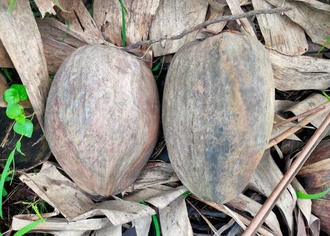 Two old coconuts down from tree naturally on a farming land Stock Photos