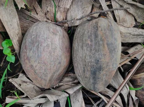 Two old coconuts down from tree naturally on a farming land Stock Photos