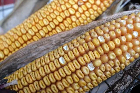 Two old corn cobs as decoration Stock Photos