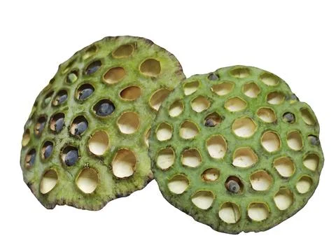 Two old green lotus seed pods with empty holes isolated on white background. Fotos de archivo
