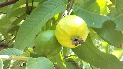 Two old guava fruit hanging on the guava tree Video stock 122192920