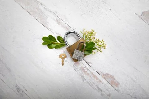 Two old locks clasped with key green leaf and white blooms background Stock Photos