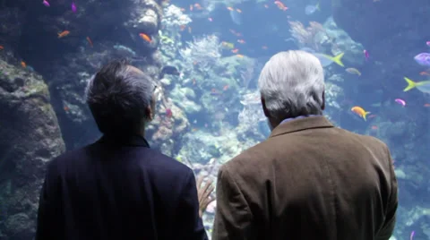 Two old man exchange information in front of an aquarium tank Stock Footage 36162702