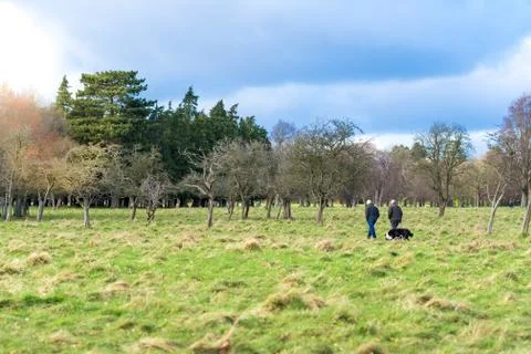 Two old men walking with a dog in a park. Stock Photos