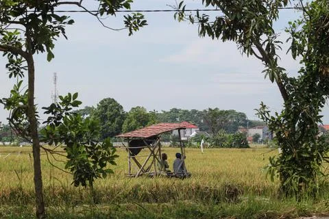 Two old men watching the fields from bird pests Stock Photos