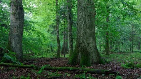 Two old oak tree partly moss wrapped at summer deciduous forest,Bialowieza Fo Stock Photos