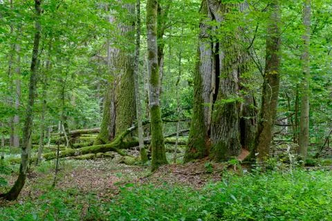 Two old oak trees side by side in summertime decuduous forest, Bialowieza For Stock Photos