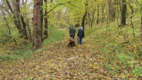 Two old people, a man and a woman, carry firewood in an iron wheelbarrow in an a Stock Footage 252171600