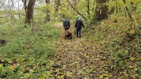 Two old people, a man and a woman, carry firewood in an iron wheelbarrow in an a Stock Footage 252418748