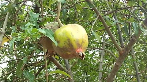 Two old Pomegranate on the tree Video stock 122359298