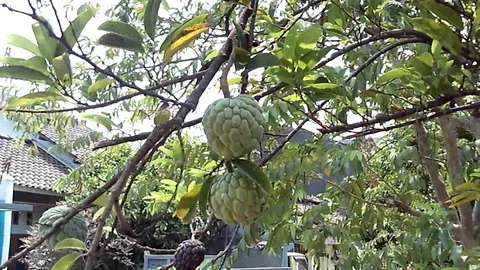 Two old Sugar-Apple or Annona Squamosa  fruit hanging on the tree Stock Footage 119103216