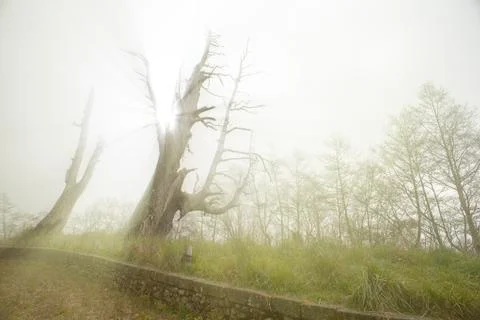 Two old tree stand look like couple for a long time it locate on Taiwan Stock Photos