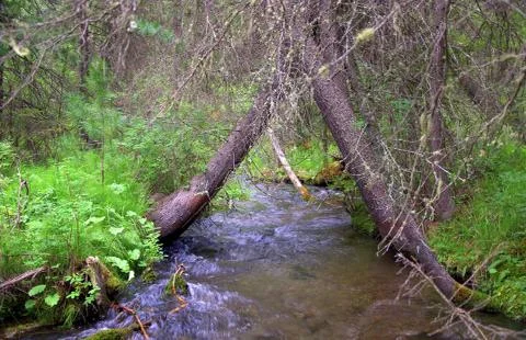 Two old trees bent over a small river to form an arch. Foto stock