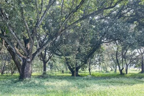 Two Old Trees Form a Natural Arch in a Green Woodland Stock Photos