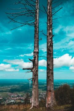 Two old trees 写真素材