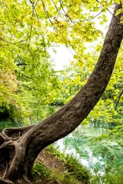 Two old trees with a pond in the background in Plitvice Lakes National Park Stock Photos