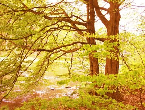 Two old trees on riverside Stock Photos