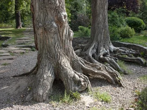 Two old trees with roots above the ground in the park Stock Photos