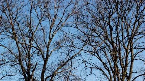 Two old trees in spring Foto stock